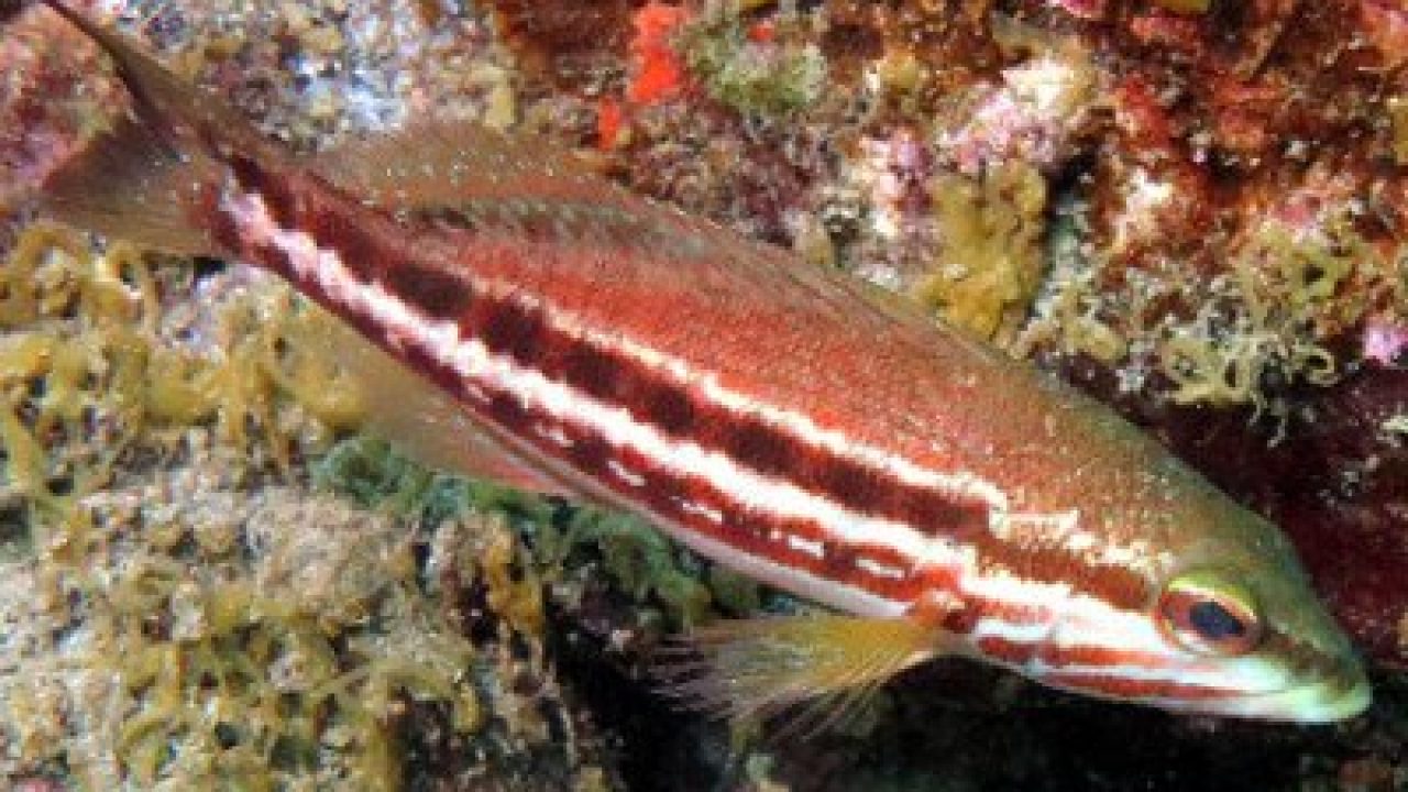 Comber-Serranus-cabrilla-martin-Osteichthyes-bony-fish-diving-canary-islands-species-atlantic-ocean