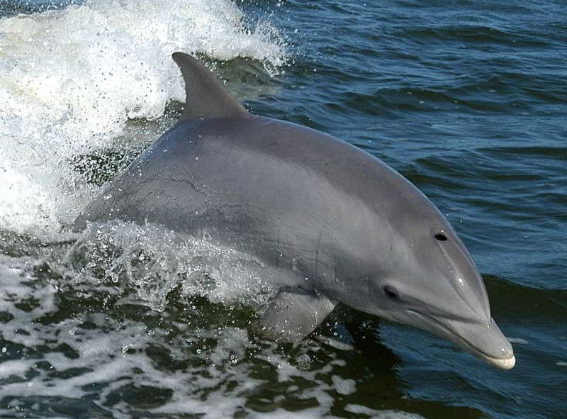 Common-Bottlenose-Dolphin-species-Canary-Islands-Tursiops-truncatus-Canaries-Whale-watching-Tenerife-Whales-Gran-Canaria-Fuerteventura-Lanzarote-La-Palma-Gomera-El-Hierr