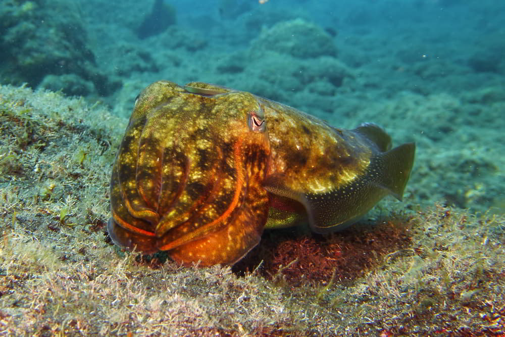 Common Cuttlefish - Sepia officinalis