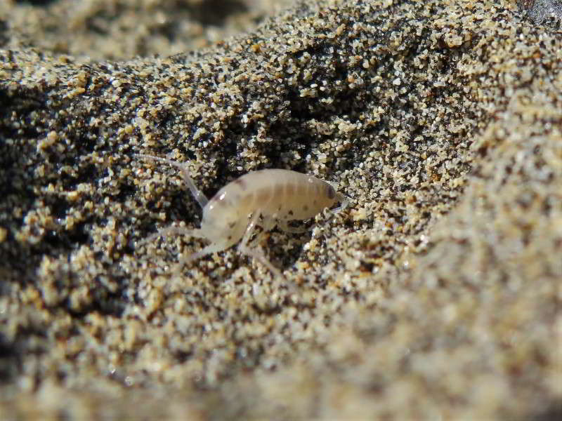 Common-Sand-Hopper-talitrus-saltator-Scuba-diving-Canary-Islands-Mediterranean-Seacrustacea-species