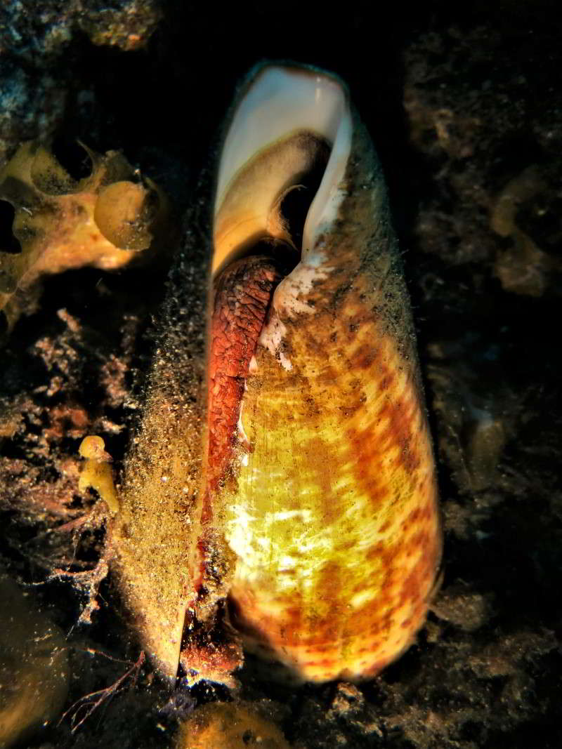 Conus-Pulcher-butterfly-cone-gastropoda-species-snail-canary-islands-scuba-diving-inside