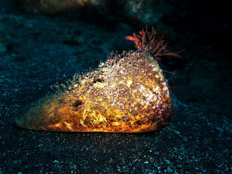 Conus-Pulcher-butterfly-cone-gastropoda-species-snail-canary-islands-scuba-diving