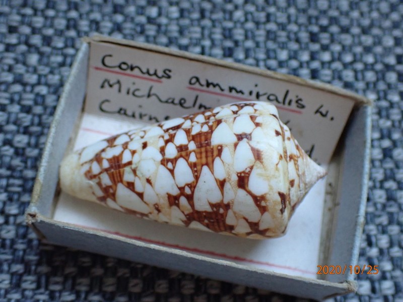 , Admiral Cone - Conus ammiralis, Conus ammiralis