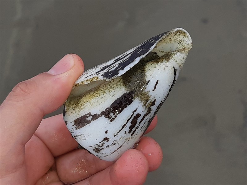 , Conus fergusoni, Conus fergusoni