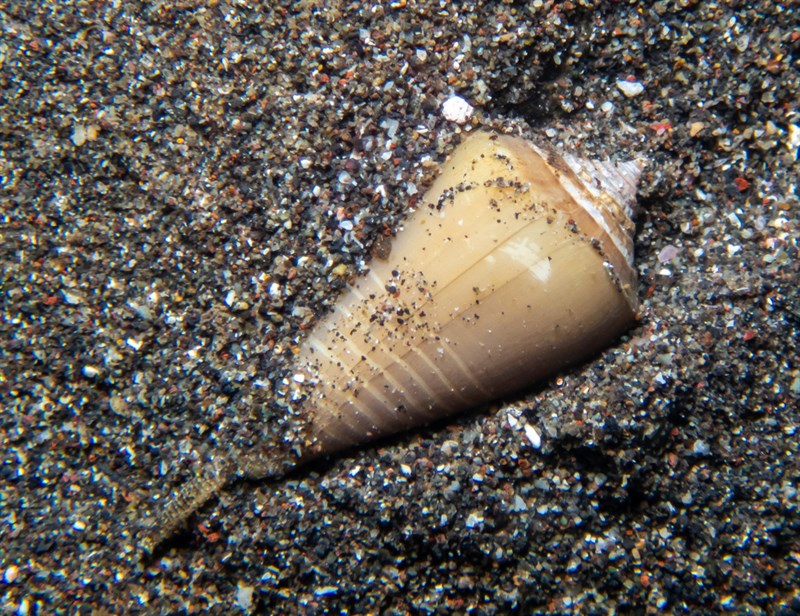 Parian Cone – Conus parius
