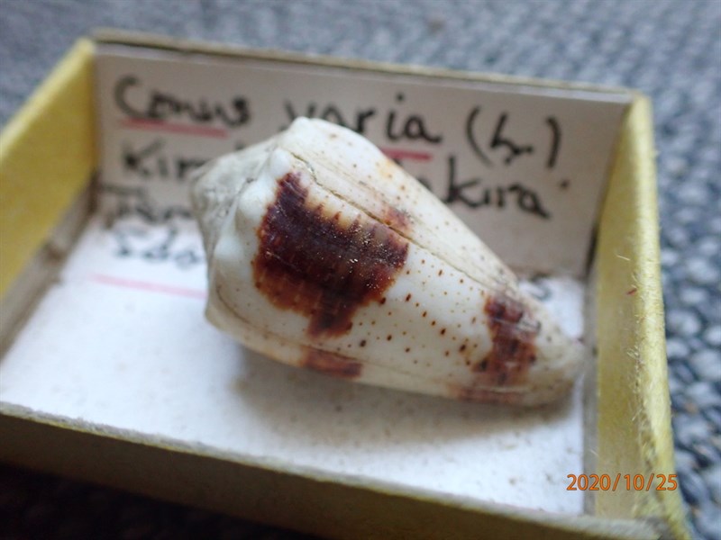 , Freckled Cone - Conus varius, Conus varius