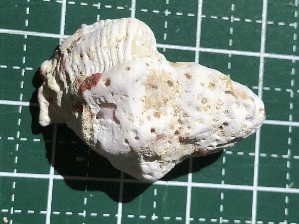Coral Eating Snail, South Seas Coral Shell – Coralliophila erosa