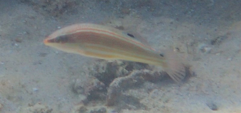 Goldlined coris, Yellow Lined Coris, Goldlined Coris,Yellow-lined Rainbow-wrasse, Coris aurilineata