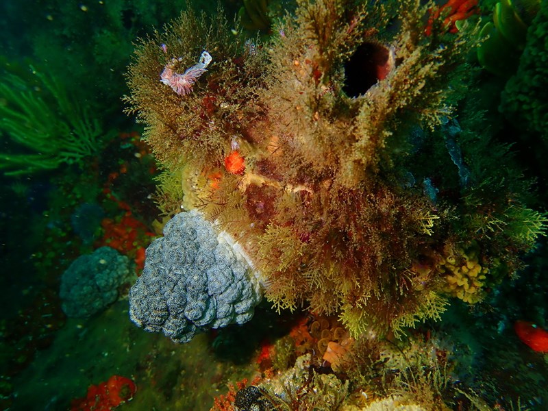 , White Edged Nudibranch - Coryphella capensis, Coryphella capensis