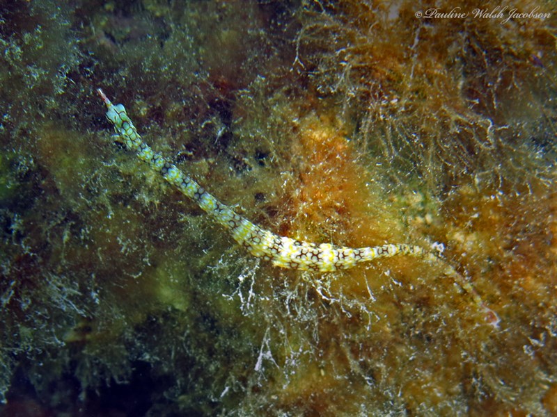 Network pipefish, Yellow-banded Pipefish, Network Pipefish, Corythoichthys flavofasciatus