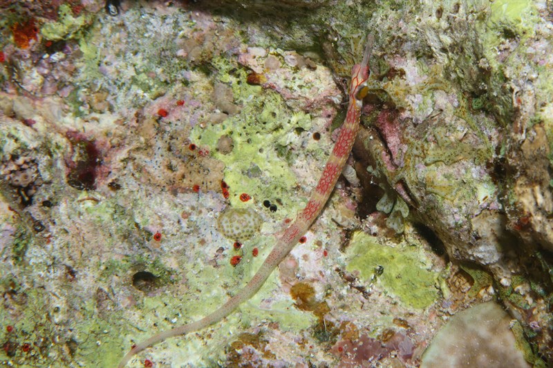 Black-breasted pipefish, Black-breasted Pipefish, Corythoichthys nigripectus