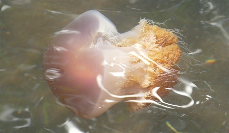 , Tomato Jellyfish, Crambione mastigophora