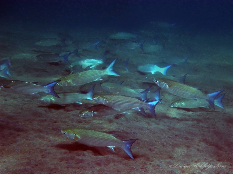 Bluespot mullet, , Crenimugil seheli