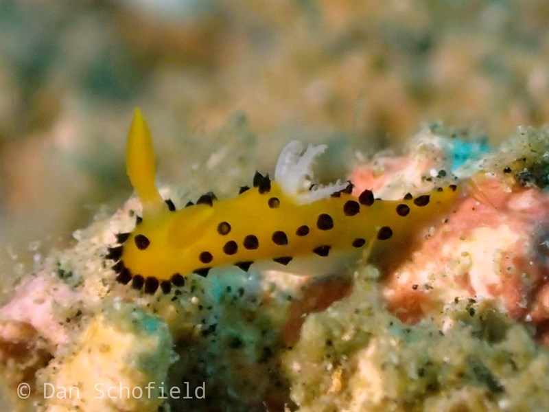 , Nudibranch - Crimora lutea, Crimora lutea