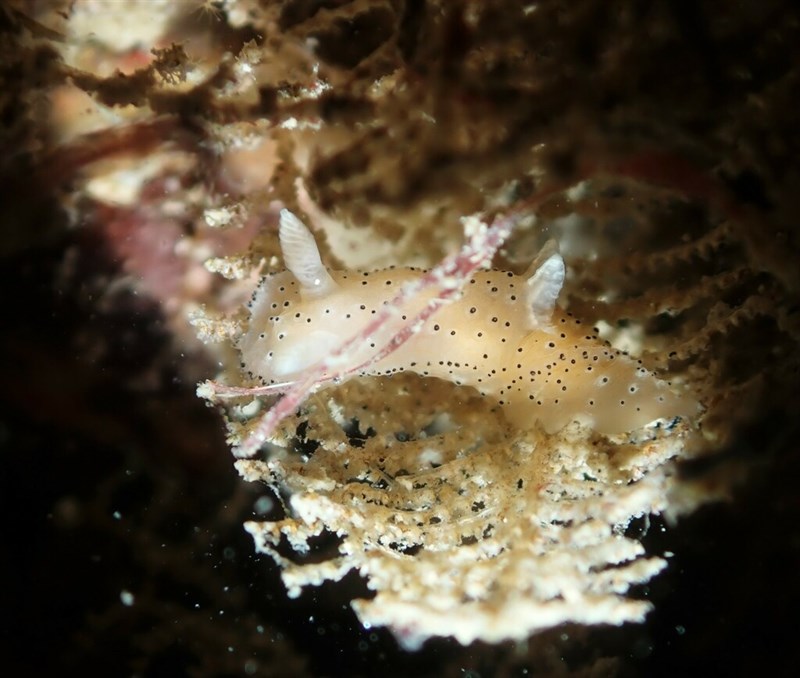 , Many-eyed Sea-slug - Crimora multidigitalis, Crimora multidigitalis