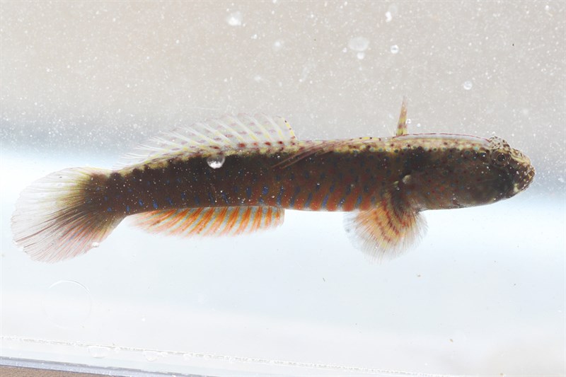 Crested oystergoby, Crested Oystergoby, Australian Crested Oyster Goby, Crested Mud Goby, Crested Oyster Goby, Oyster Goby, Cryptocentroides gobioides