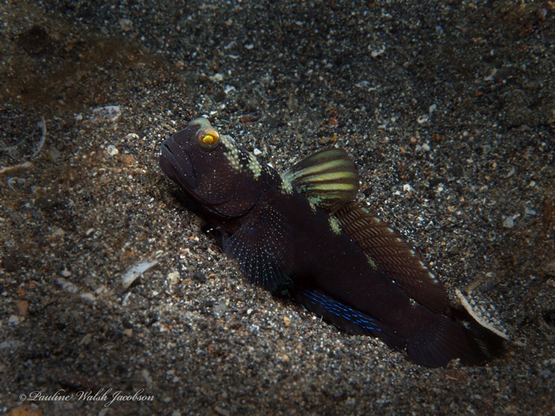 Ninebar prawn-goby, Ninebar Prawn-Goby, Cryptocentrus cryptocentrus