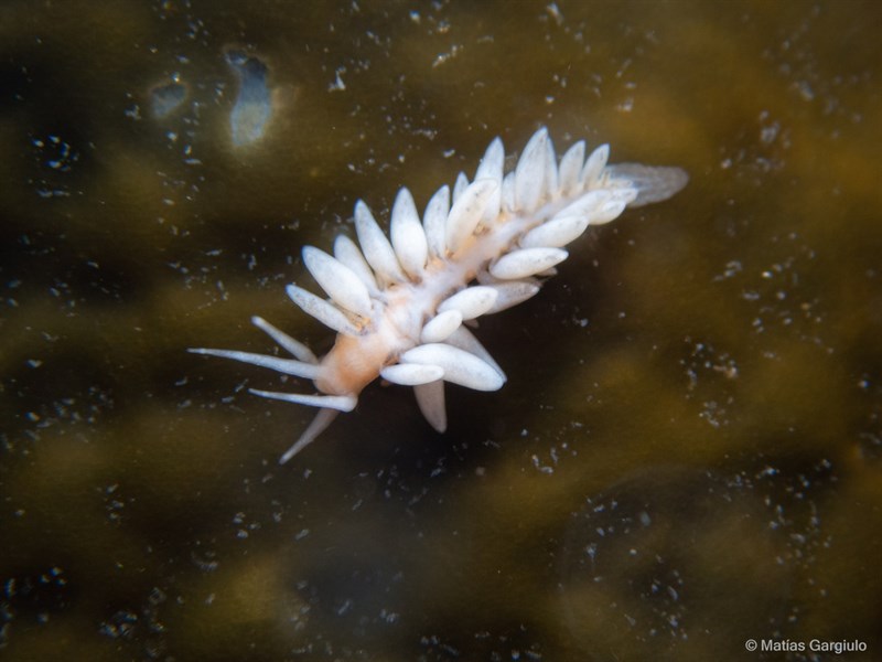 , Nudibranch, Cuthona valentini