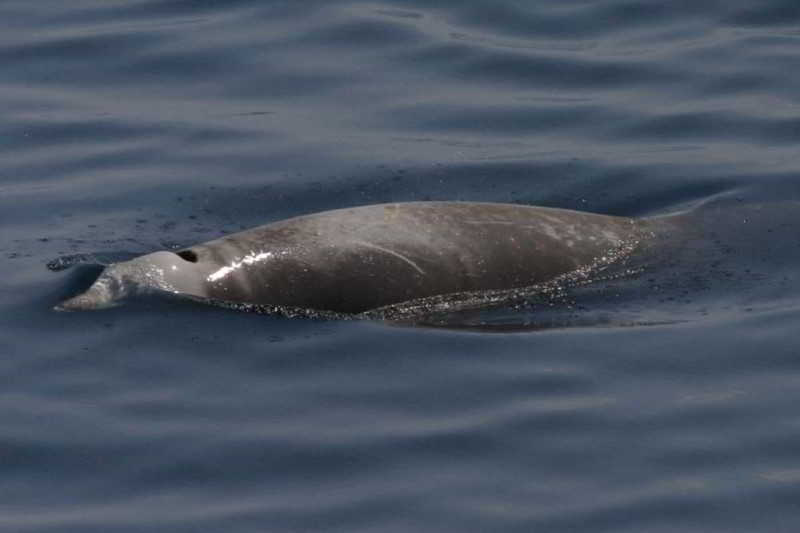 Cuviers-Beaked-Whale-Ziphius-cavirostris-Tenerife-Fuerteventura-Gran-Canaria-species-Whale-watching-Lanzarote-La-Palma-gomera-El-Hierro-Canary-Islands-Canaries-Atlantic-Ocean