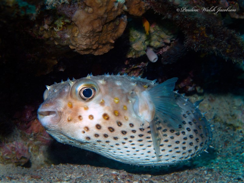 Spotbase burrfish, Yellowspotted Burrfish, Spotbase Burrfish, Cyclichthys spilostylus