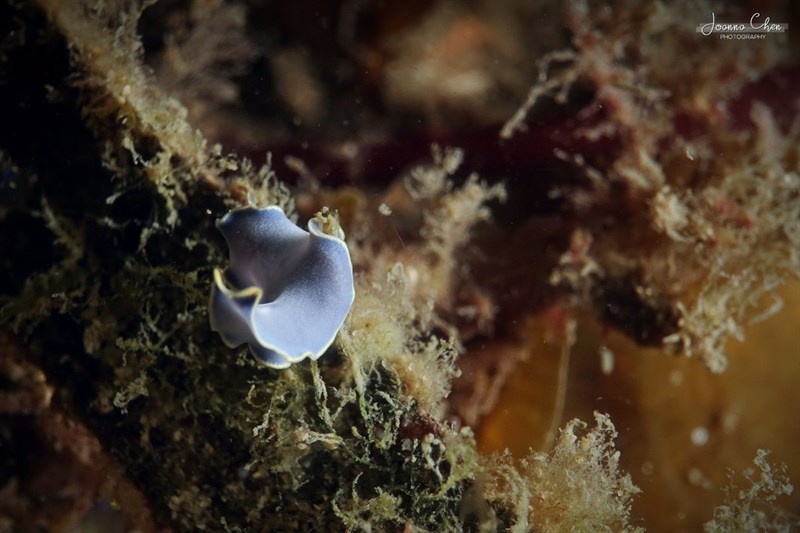 , Blue Flatworm, Marine Blue Flatworm, Cycloporus venetus