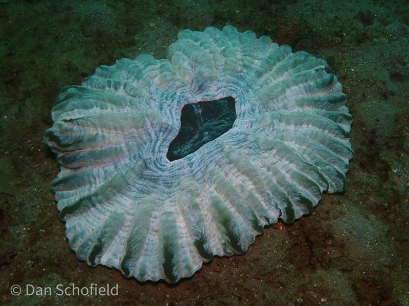 , Cat’s Eye Coral, Cynarina lacrymalis