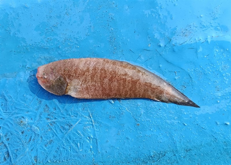 Speckled tonguesole, Speckled Tonguesole, Spotted Tongue-sole, Spotted Tongue Sole - Cynoglossus puncticeps, Cynoglossus puncticeps