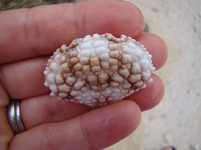 , Beaded Crab - Daira perlata, Daira perlata