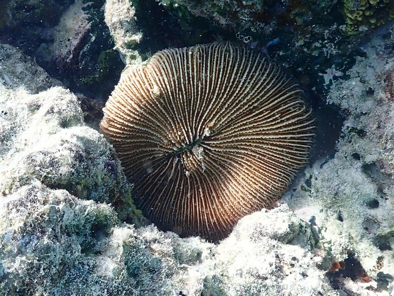 , Mushroom Coral - Danafungia scruposa, Danafungia scruposa