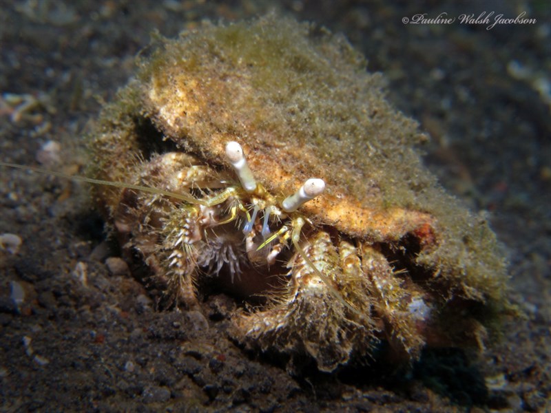 , Woodmansoni Hermit Crab, Dardanus woodmasoni