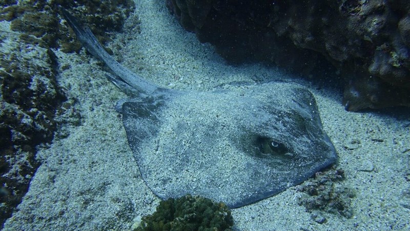 Whiptail stingray, , Dasyatis brevis