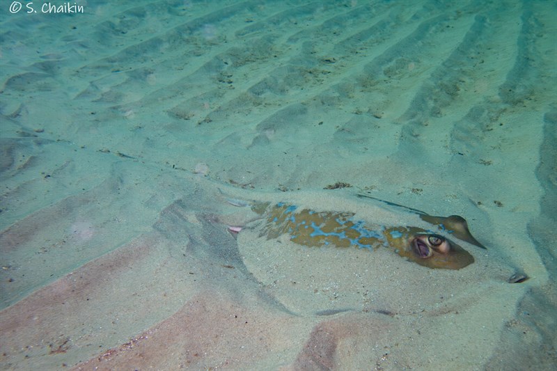 Marbled stingray, Marbled Stingray, Dasyatis marmorata