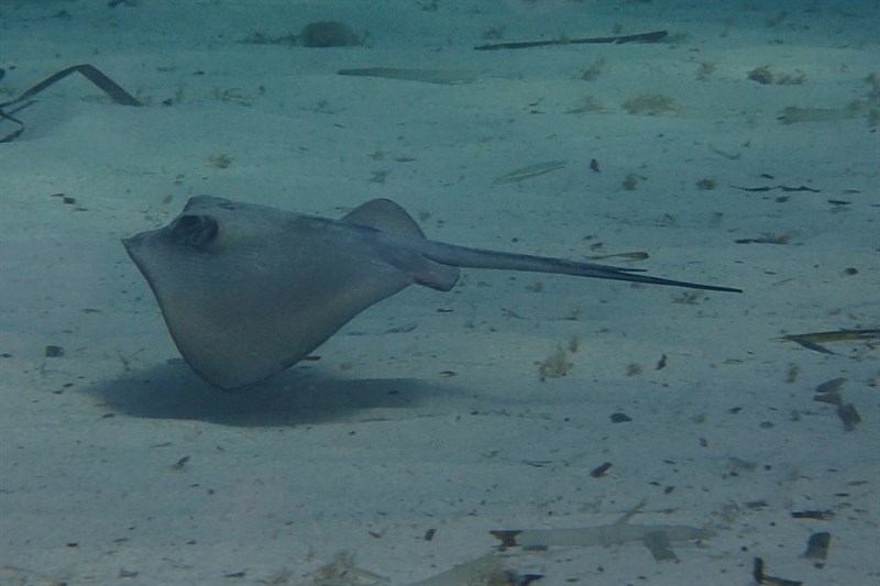 Tortonese's stingray, Dasyatis tortonesei, Dasyatis tortonesei