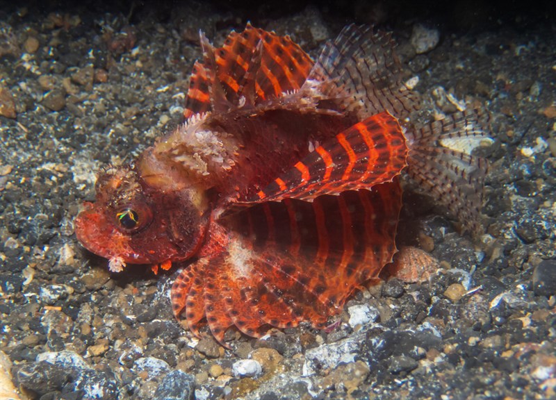 Dwarf lionfish, Shortfin Turkeyfish, Short-spined Butterfly-cod, Short-spined Scorpionfish, Dendrochirus brachypterus