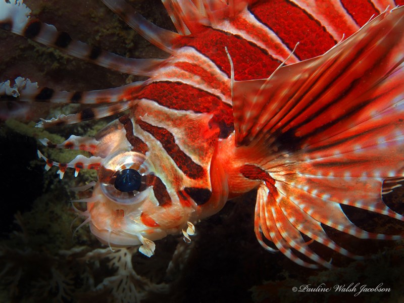 Zebra turkeyfish, Butterfly Scorpionfish, Dwarf Lionfish , Poisson Armée, Zebra Lionfish, Zebra Turkeyfish, Dendrochirus zebra