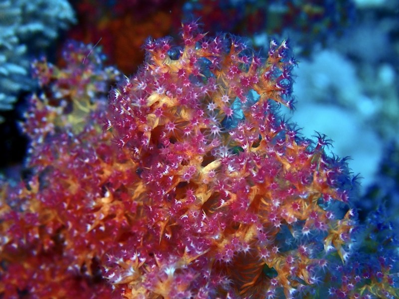 , Red Soft Tree Coral, Dendronephthya hemprichi