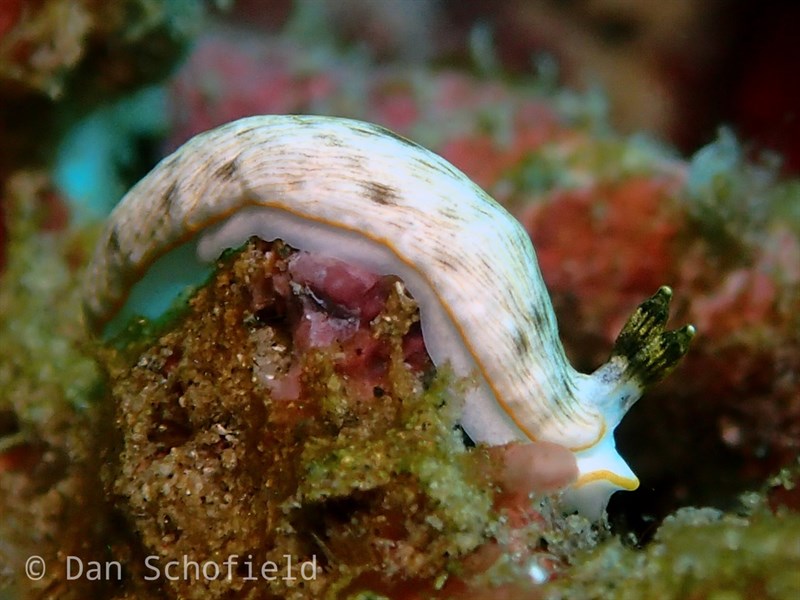 , Nudibranch, Dermatobranchus albus