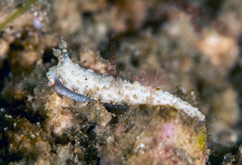 , Nudibranch, Dermatobranchus tuberculatus