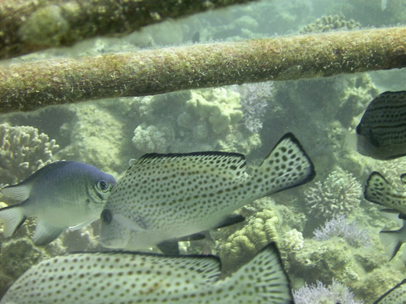 , Punktatum Sweetlips, Diagramma punctatum