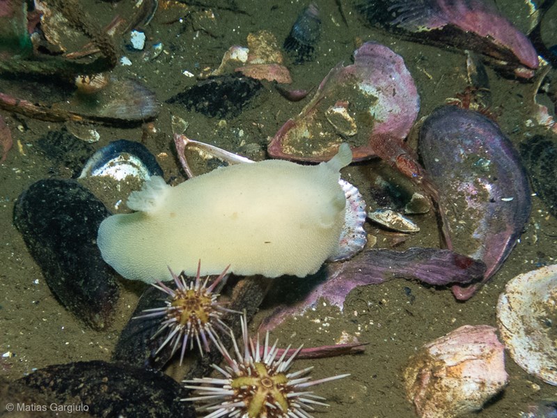 , Nudibranch, Diaulula punctuolata