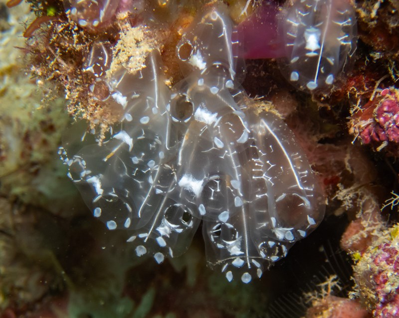 , Tunicate, Diazona formosa