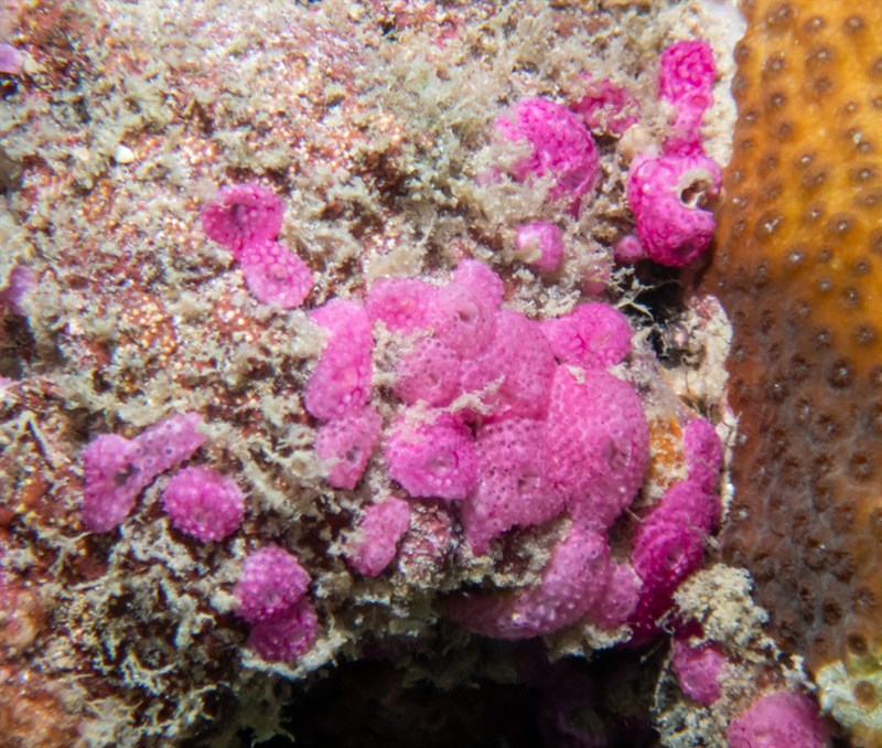 , Raspberry Ascidian, Didemnum cuculliferum