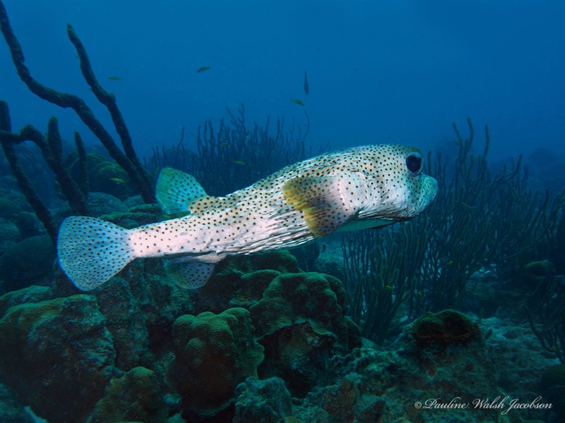 Spot-fin porcupinefish, Spot-fin Porcupinefish, Diodon hystrix