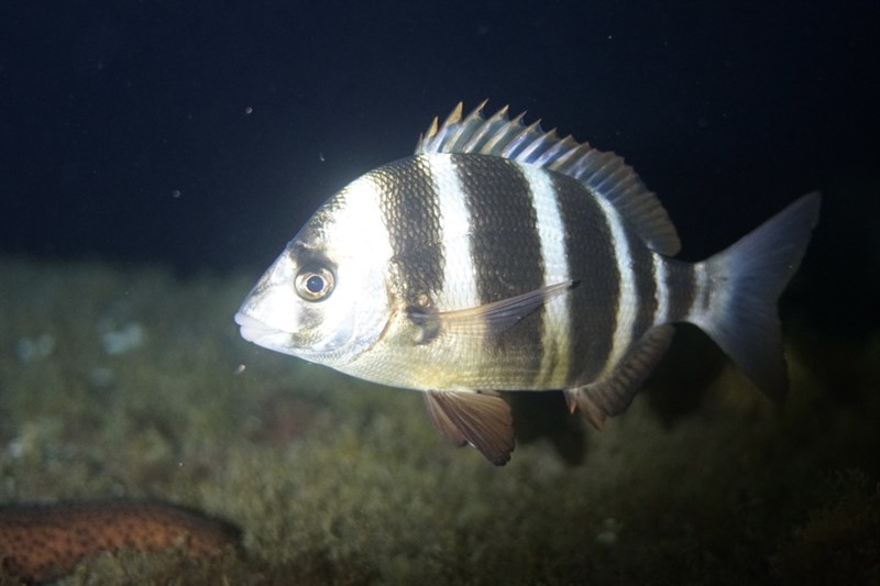 Zebra seabream, Zebra Seabream, Diplodus cervinus