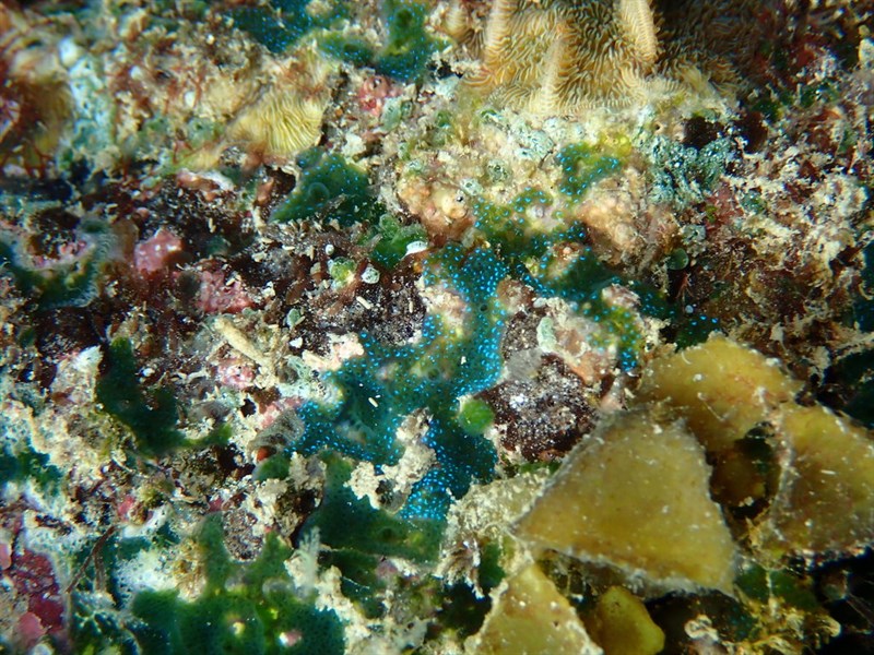 , Photosymbiotic Sea Squirt - Diplosoma virens, Diplosoma virens