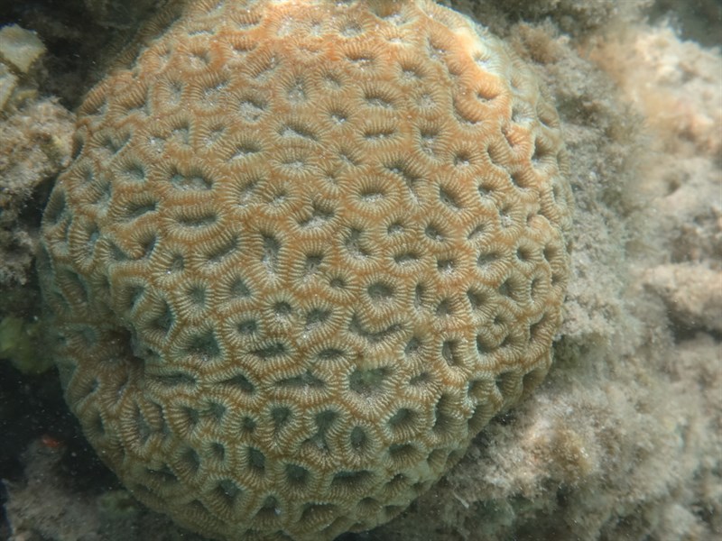 , Knob Coral - Dipsastraea lacuna, Dipsastraea lacuna