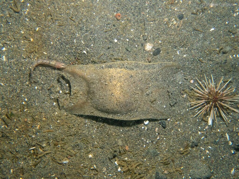 Yellownose skate, , Dipturus chilensis