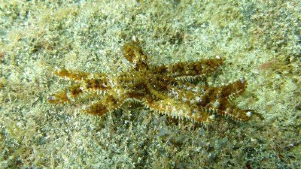 blue spiny starfish-white-Coscinasterias-tenuispina