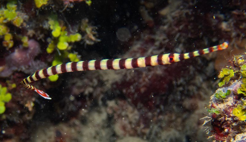 Ringed pipefish, Banded Pipefish, Ringed Pipefish, Dunckerocampus dactyliophorus