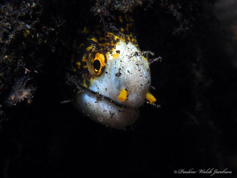 Starry moray, Snowflake Moray, Echidna nebulosa